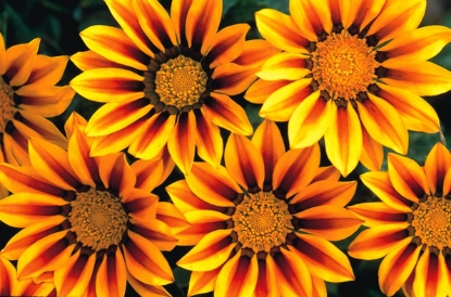 Picture of Gazania - Daybreak Red Stripe F1
